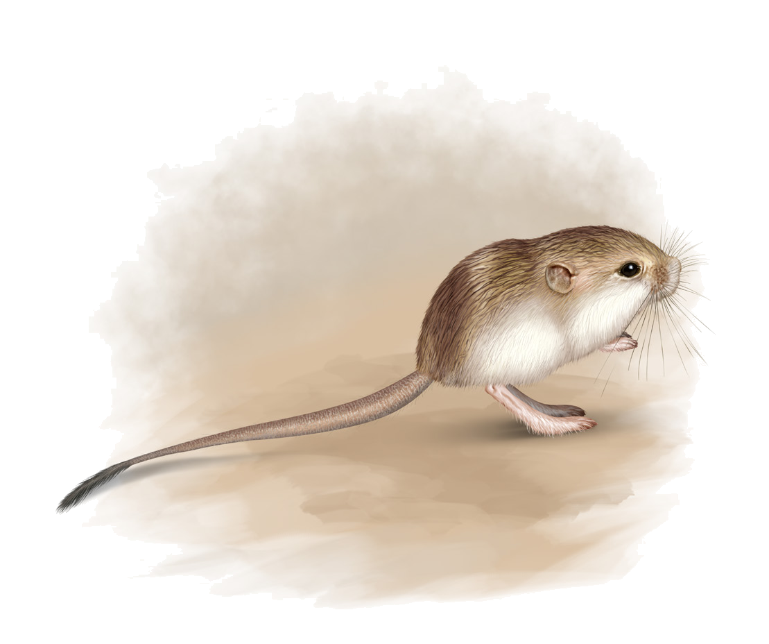 Salpingotus heptneri Vorontsov et Smirnov, 1969