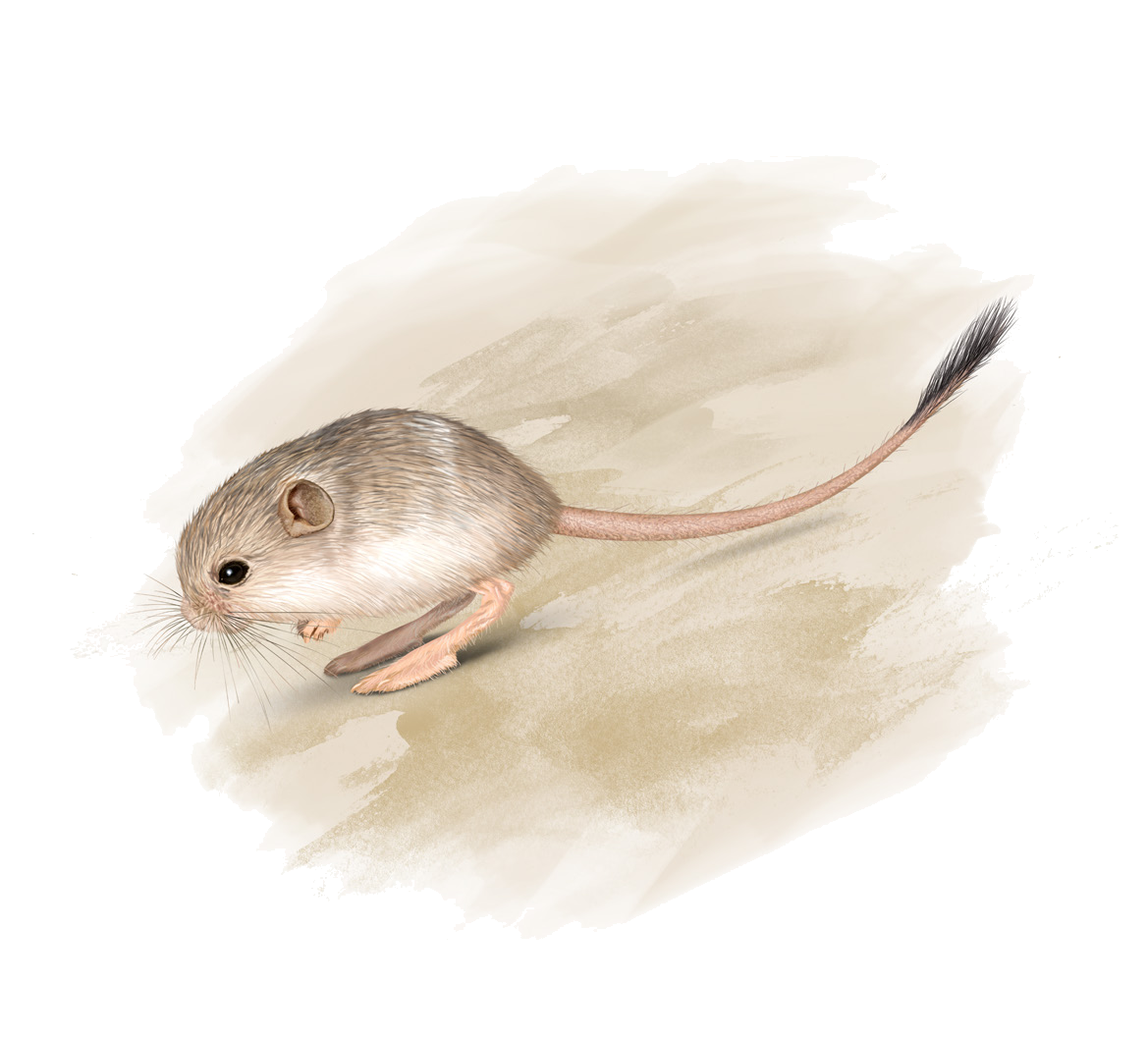 Salpingotus pallidus Vorontsov et Shenbrot, 1984