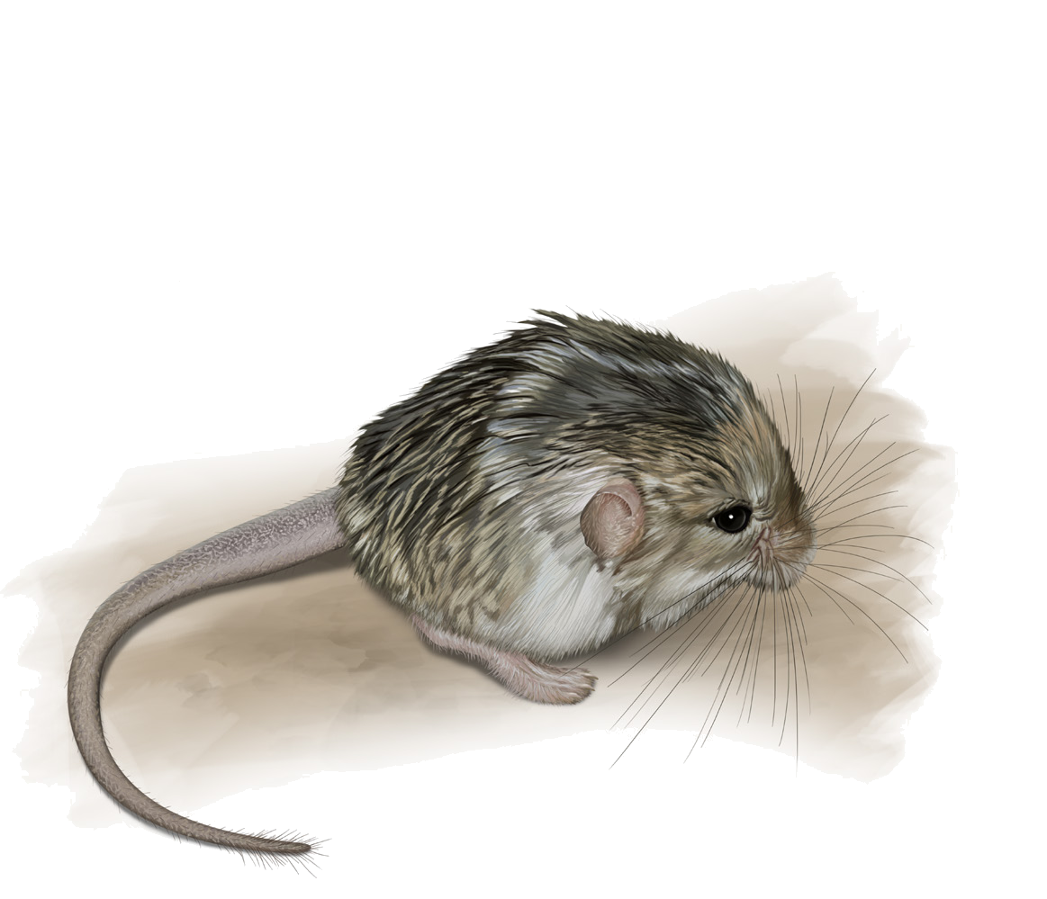 Salpingotus crassicauda Vinogradov, 1924