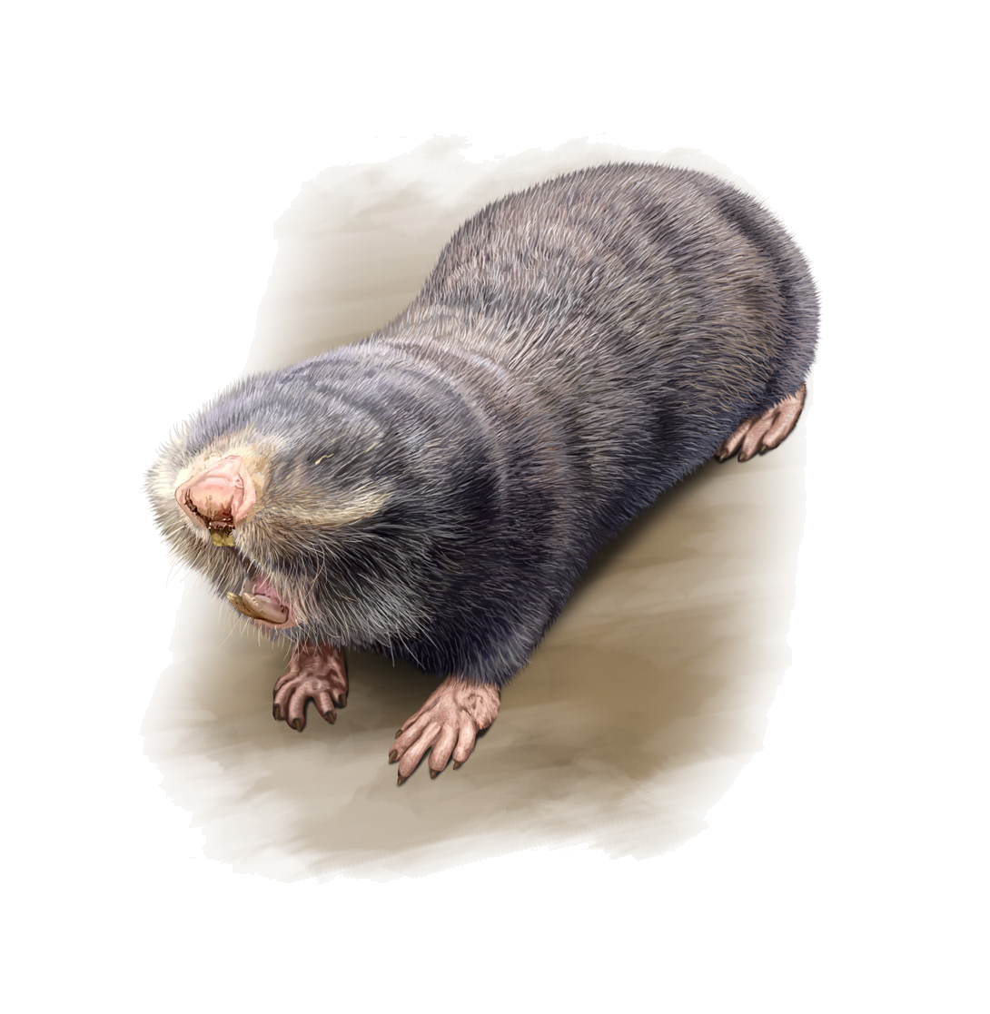 Spalax uralensis Tiflov et Usov, 1939