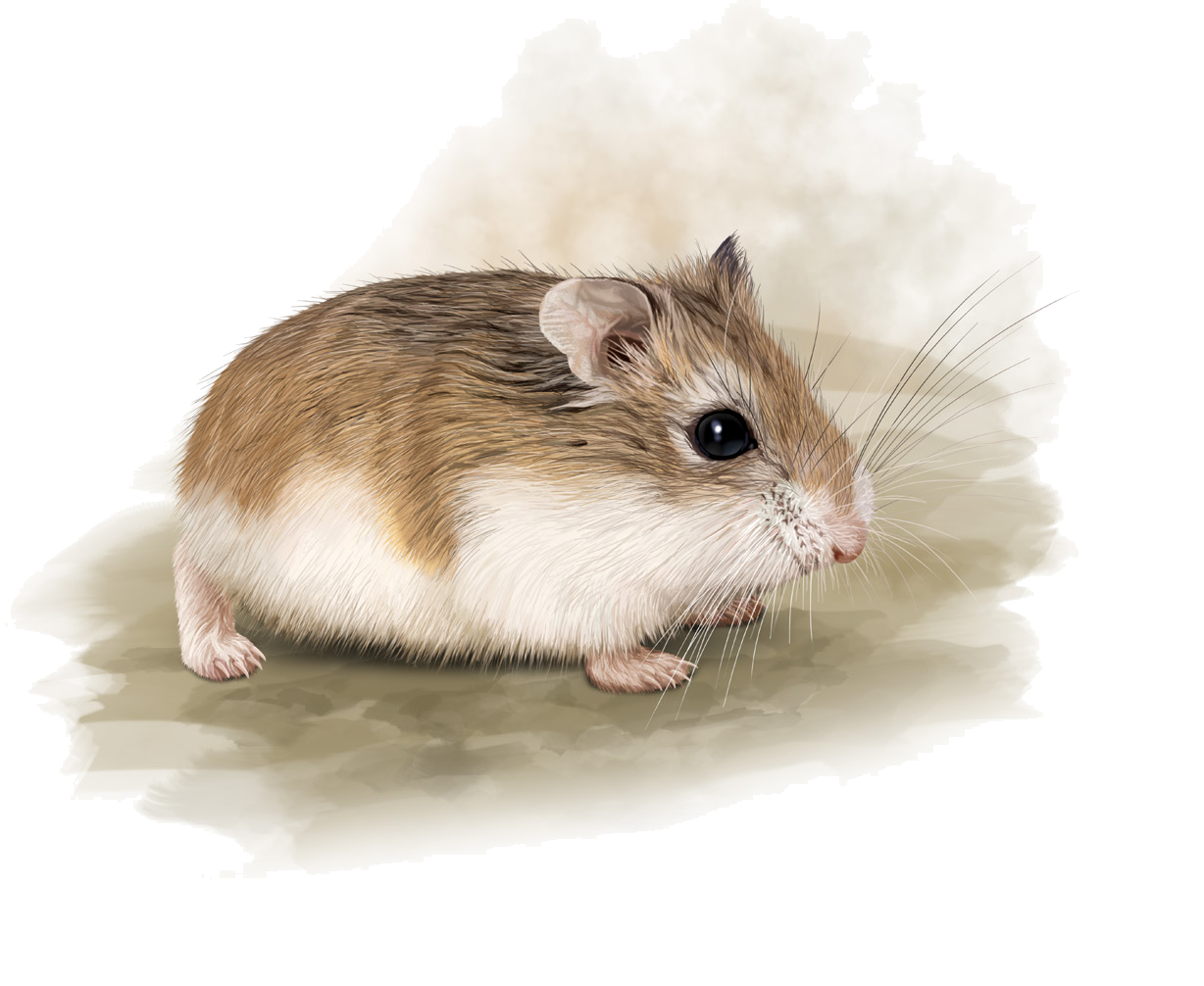 Phodopus roborovskii (Satunin, 1903)