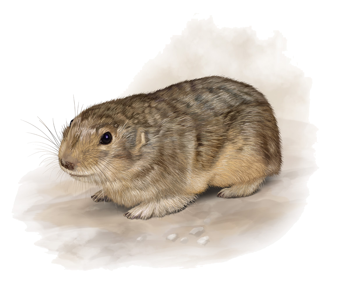 Eolagurus luteus (Eversmann, 1840)