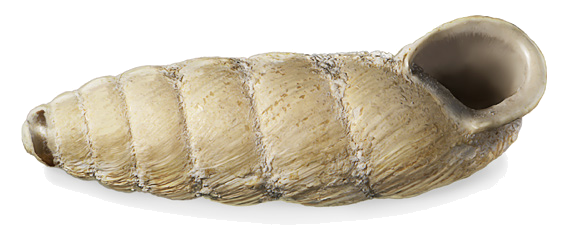 Pseudonapaeus schnitnikovi Lindholm, 1922