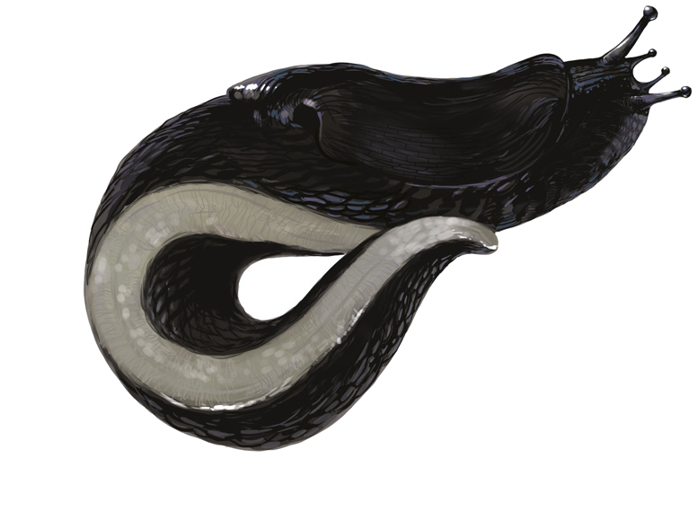 Turcomilax tzvetkovi Likharev et Wiktor, 1980