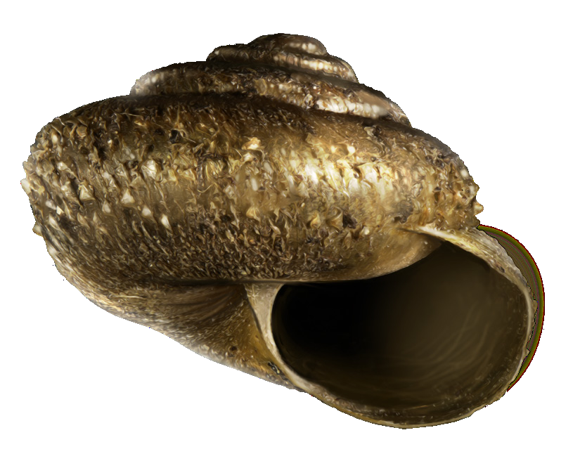 Monachoides aculeata (Uvalieva, 1964)